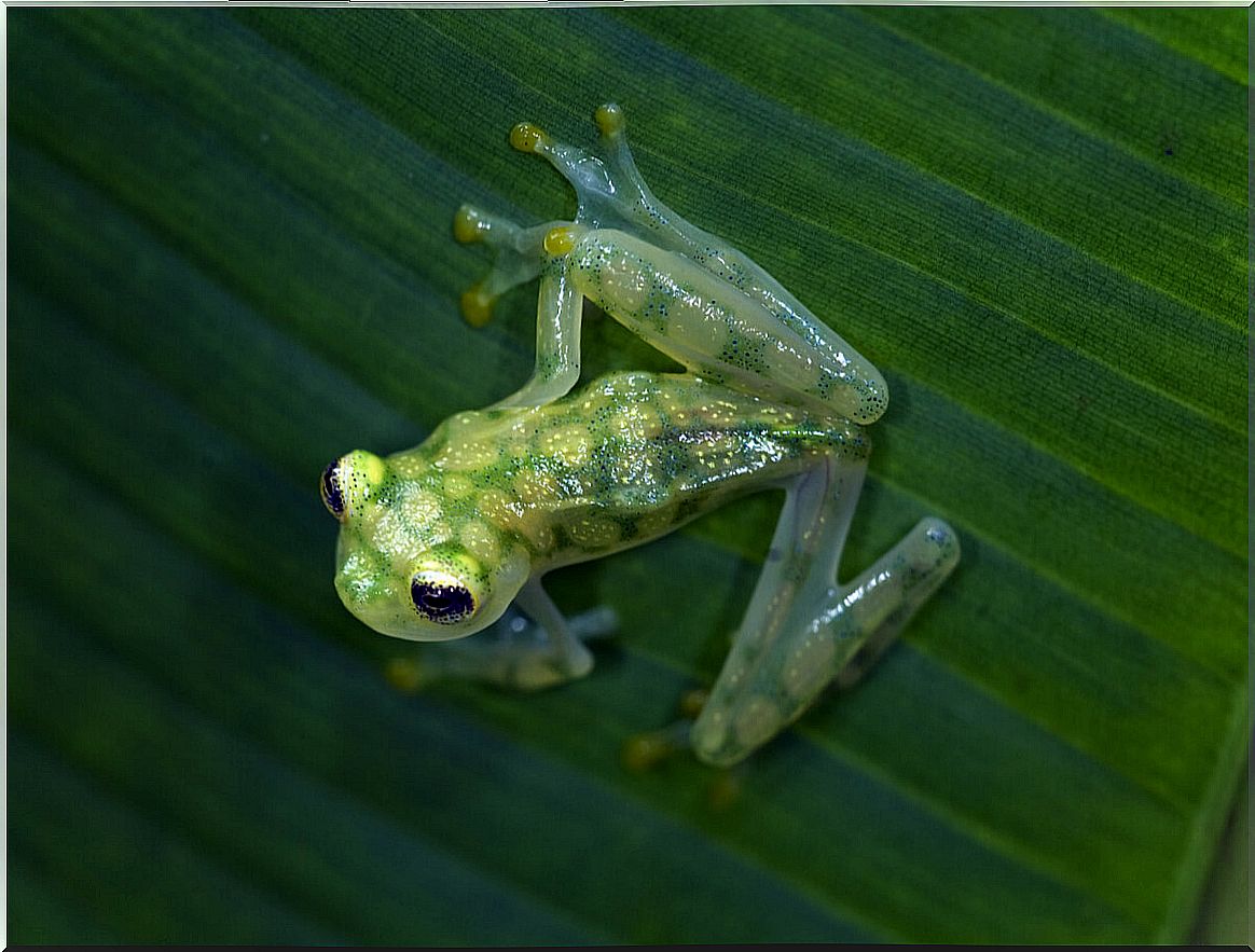 A glass frog on a leaf.