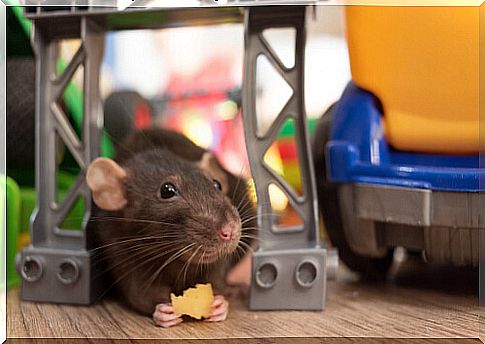 Games for house rats