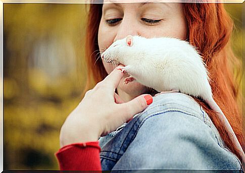 Rat as a pet on the shoulder