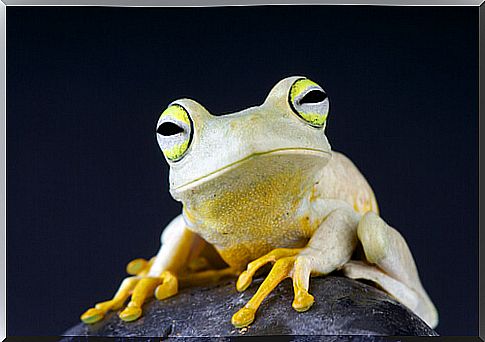 Singing frog