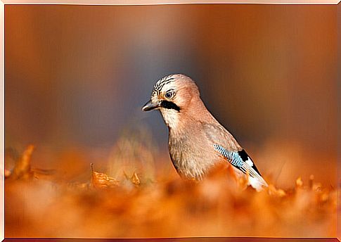 The jay, the gardener of the woods