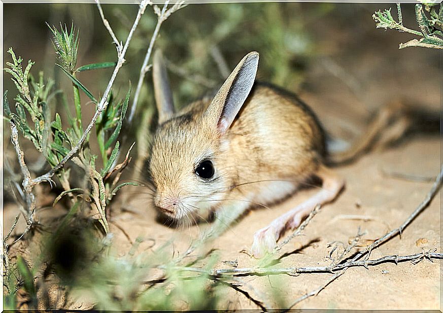 The long-eared gerbil: everything you need to know