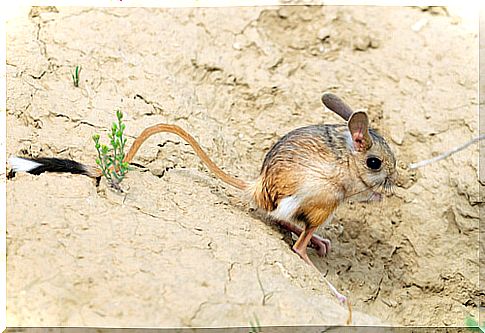 Desert gerbil