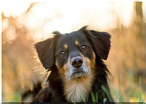 Dog in the field