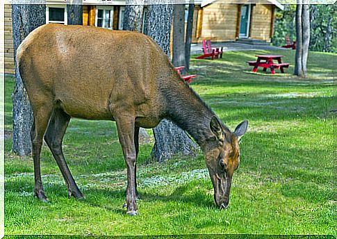 animals that can no longer live in freedom