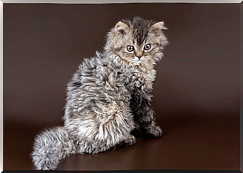 The Selkirk Rex or ... the sheep cat