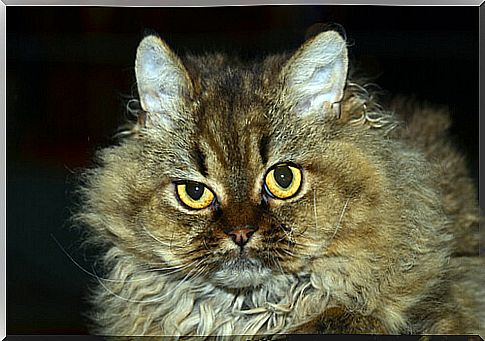 Selkirk Rex 2