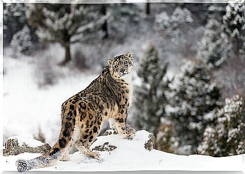 The snow panther: a very elusive feline