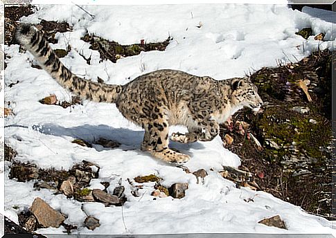 Feeding of the snow panther