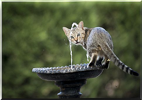 cat fountain water