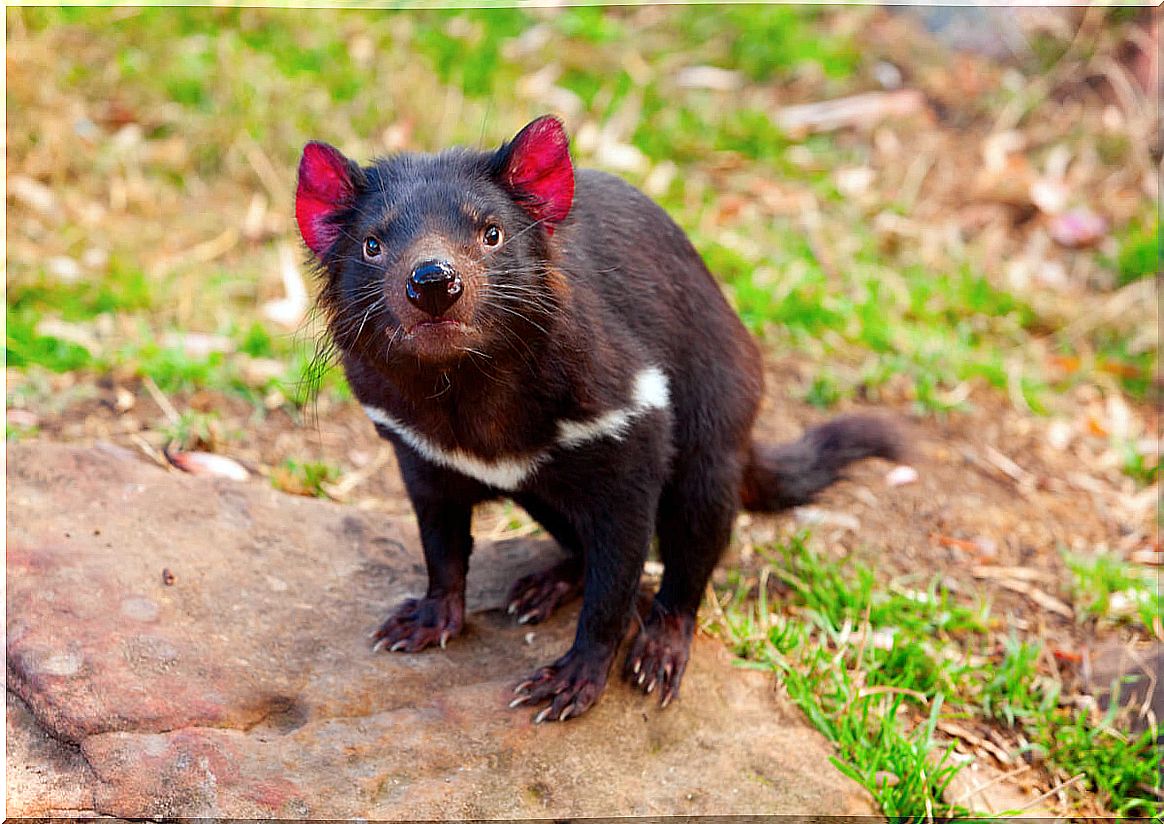 An angry Tasmanian devil.