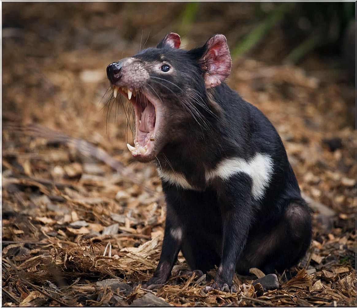 A Tasmanian devil growling.