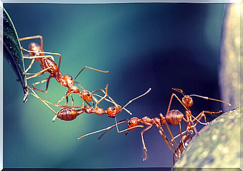 The teamwork of ants