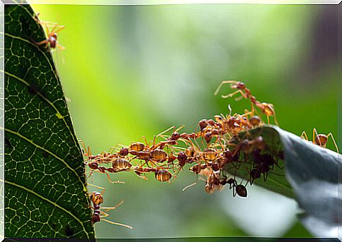 Ants teamwork: communication