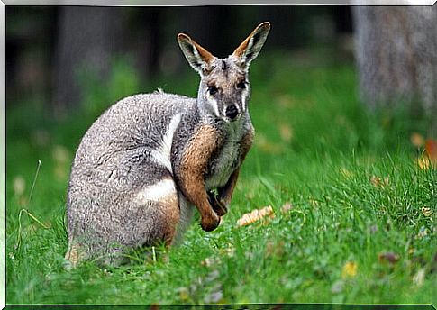 The wallaby: discover these marsupials