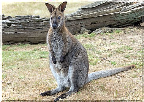 Australian Wallabies