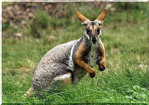 Wallaby: feeding