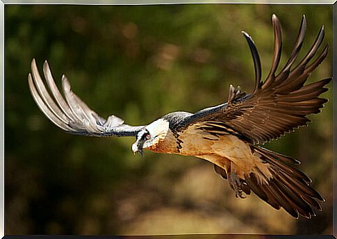 Bearded vulture: feeding