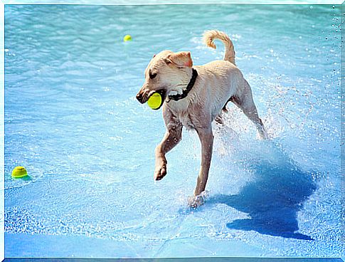 The first pool for dogs opens in Madrid