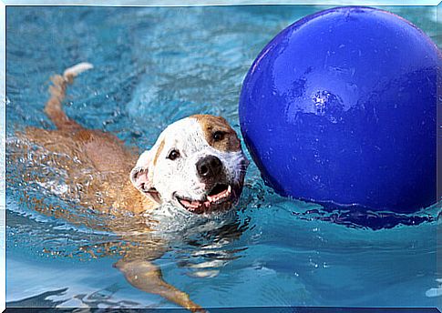 dog pool