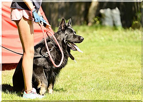 This sport will turn your dog into a champion