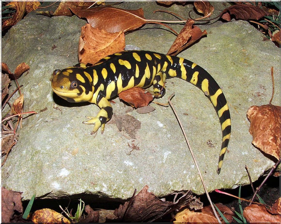 Tiger salamander: captive care and legal considerations