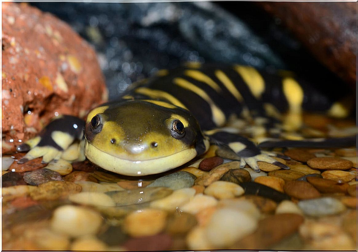 A tiger salamander in the water.