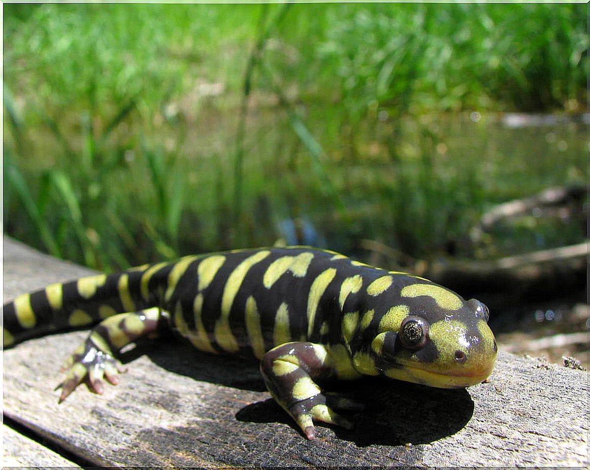 A salamander in nature.