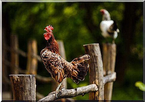 Tips to prevent a rooster from crowing