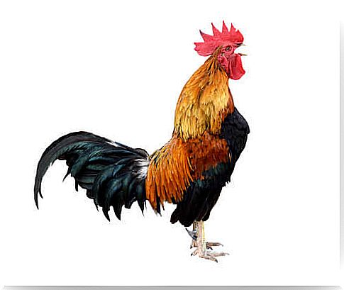 Prevent a rooster from crowing