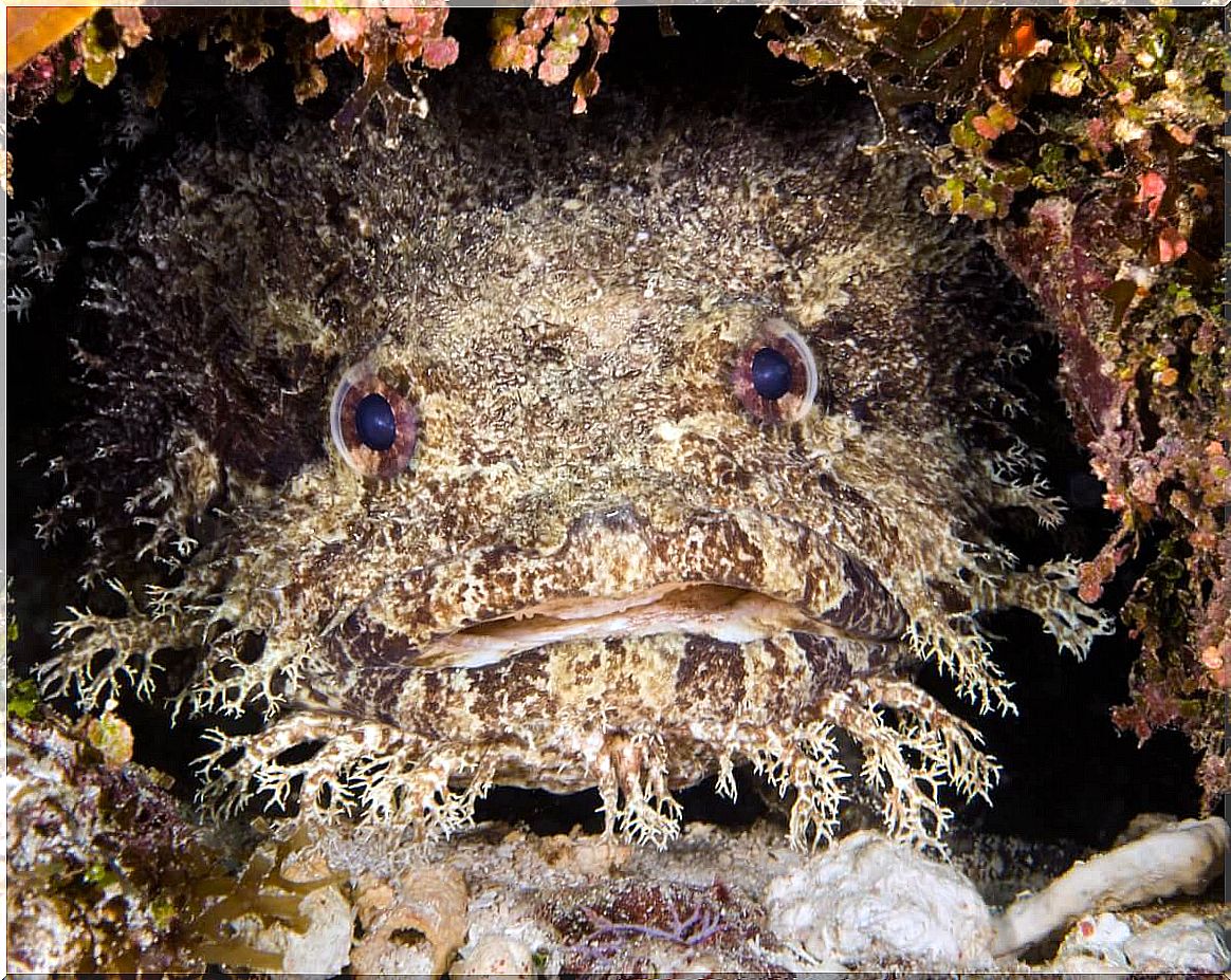 Toad fish: habitat and characteristics