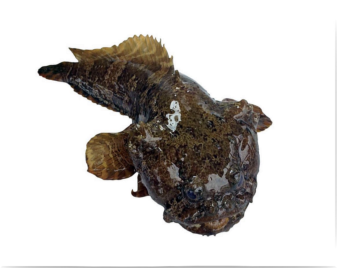 A Lusitanian toadfish on a white background.