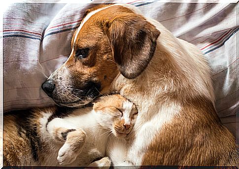 Treating Diarrhea in Dogs and Cats