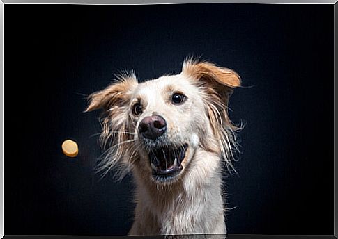 Treats in dog training