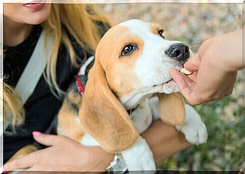 Give food as a treat for dogs