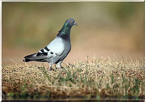 Rock pigeon (Columba livia)