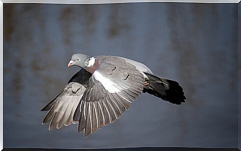 Wood pigeon (Columba palumbus)