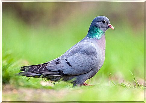 Left dove (Columba oenas)