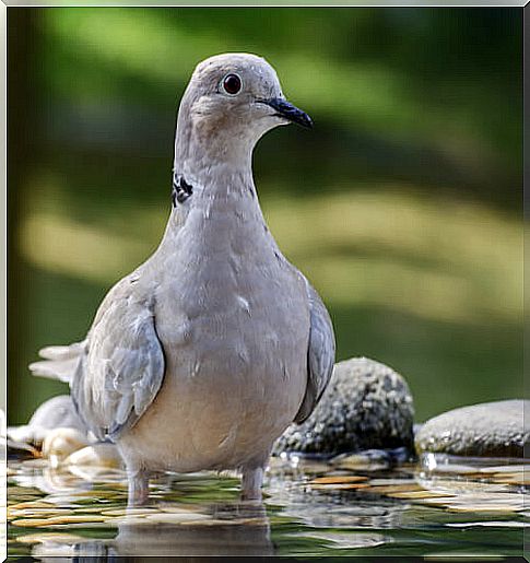 Turkish turtle dove (Streptopelia decaocto)