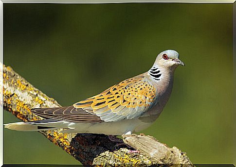 Common or European turtle dove (Streptopelia turtur) 