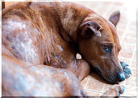 Types of mange in dogs