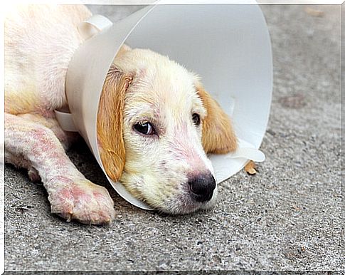 Elizabethan collar in dogs