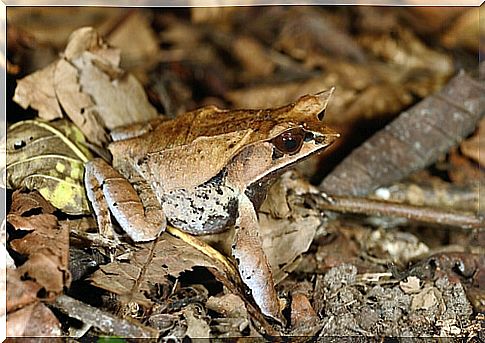 Types of mimicry in the animal world