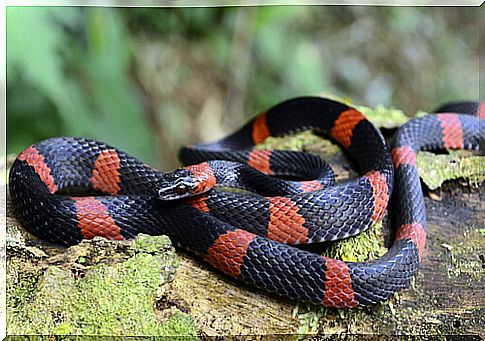 A fake coral snake exercising mimicry.