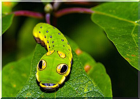 Mimicry of a caterpillar.