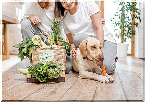 Vegetarian diets for dogs