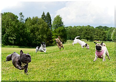 Watch your dog in the park