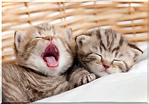 Kittens in a basket