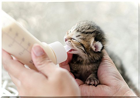 Kitten with bottle