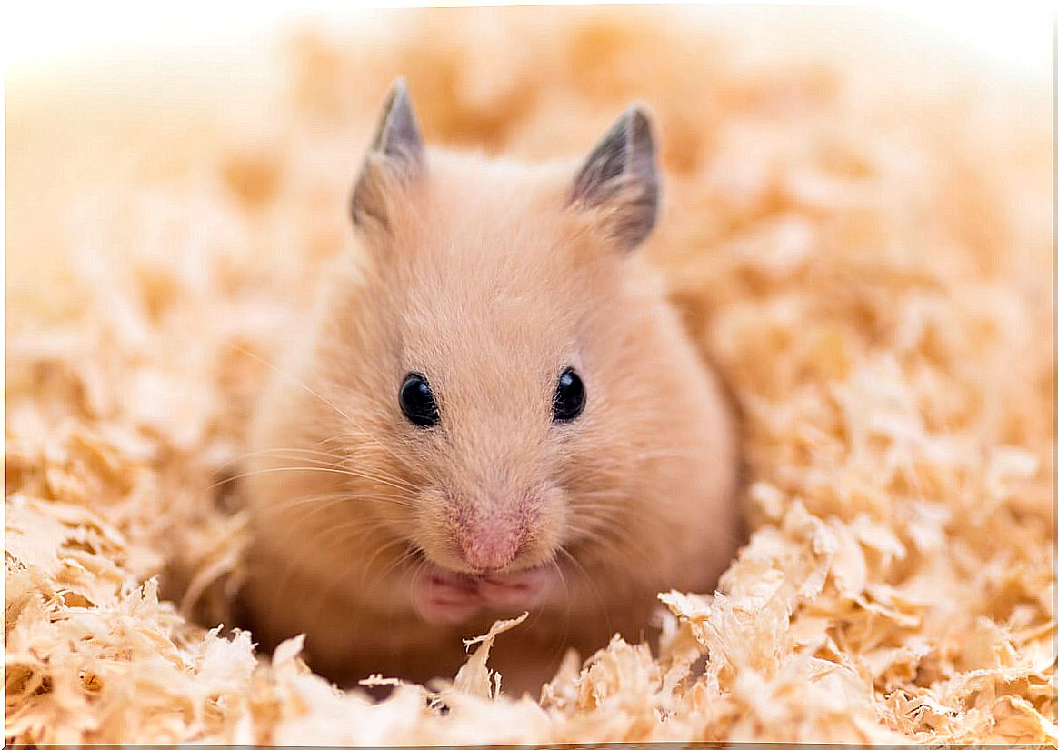 Wet tail in hamster: symptoms and treatment